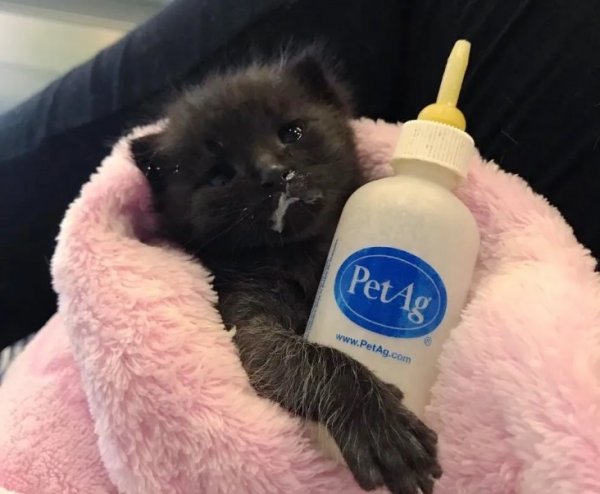 Бутылочка для котят