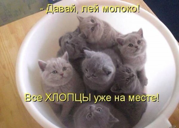 Смешные британские котики с надписями