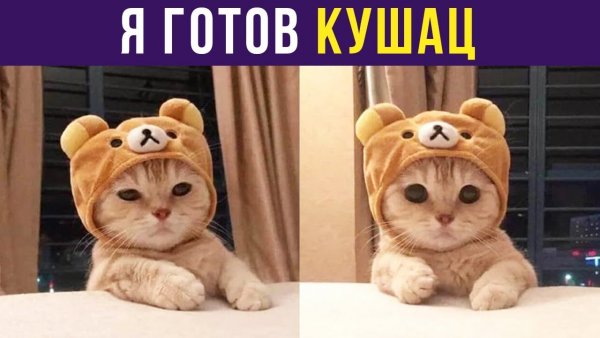 Кот кушает Мем