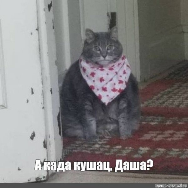 Толстый кот в слюнявчике