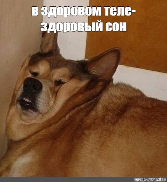 Мемы со спящими собаками
