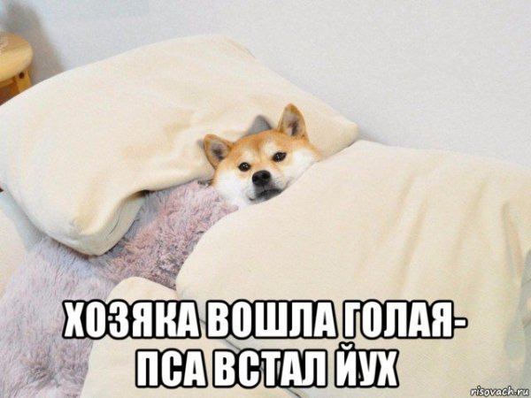 Мемы со спящими собаками