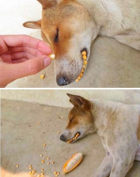 Сонная собака Мем