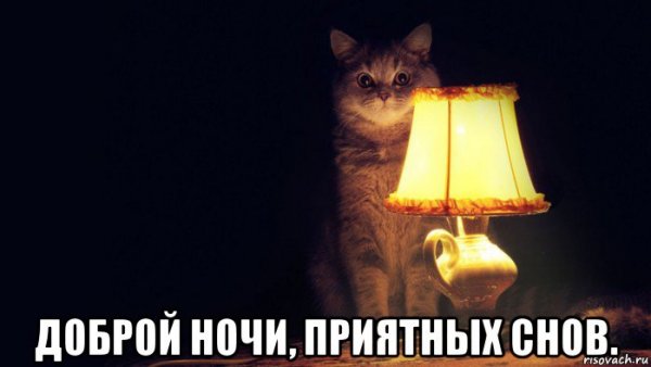 Доброй ночи Мем с котом