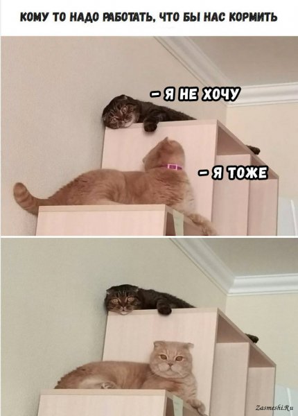 Мемы с котами и надписями