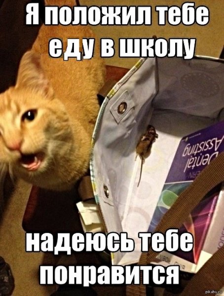 Мемы про котов смешные с надписями