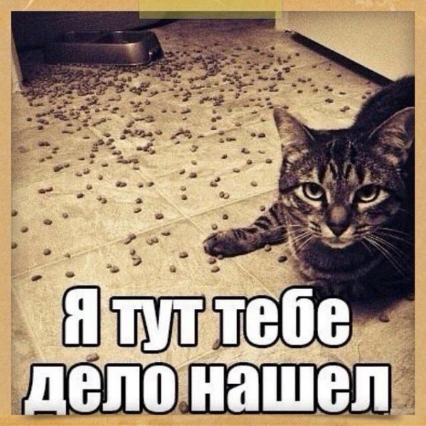 Мем коты с надписями