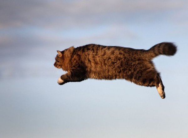 Мемы с котами