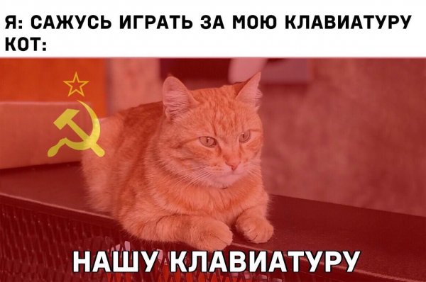 Кот Мем с надписью