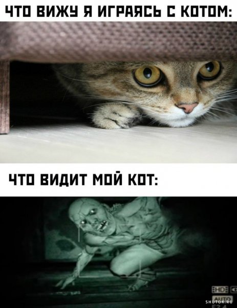Мемы про котов