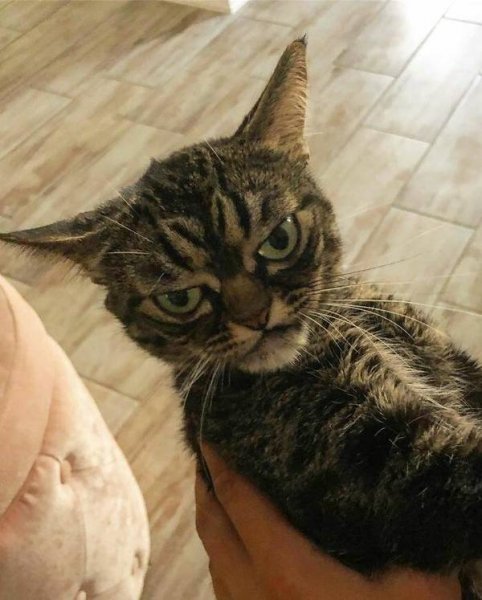 Мемы с котами и надписями