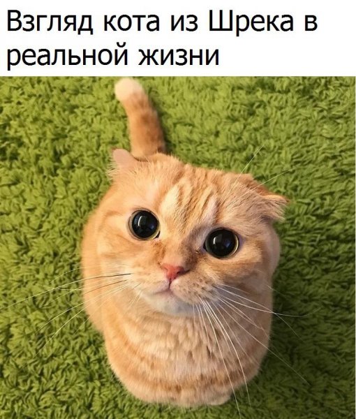 Мемы с котами без надписей