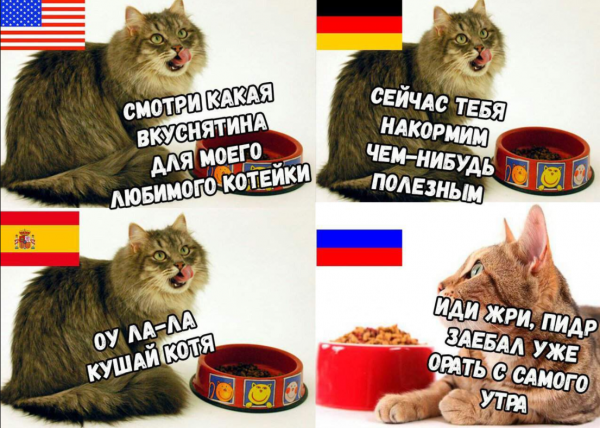 Смешные мемы про котов
