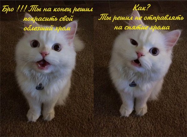 Кот Мем с надписью