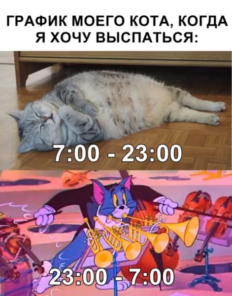 Мемы с котами и надписями