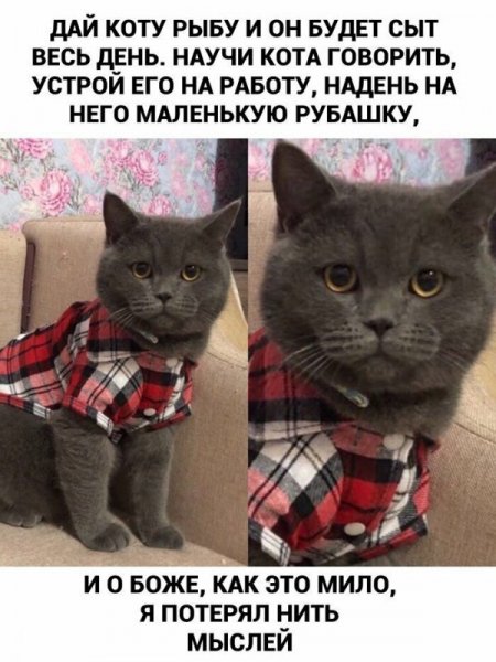 Мемы про котят с надписями смешные