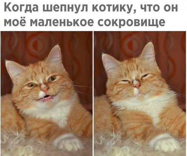 Мем с котиками и надписями