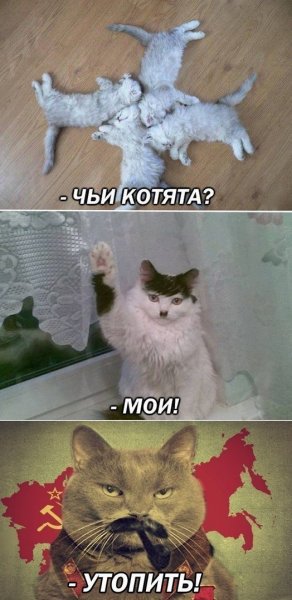 Мемы с котятами