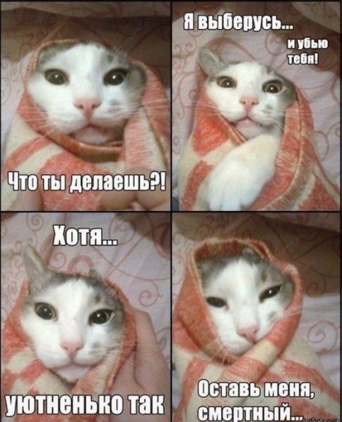 Прикольные мемы с котами с надписями
