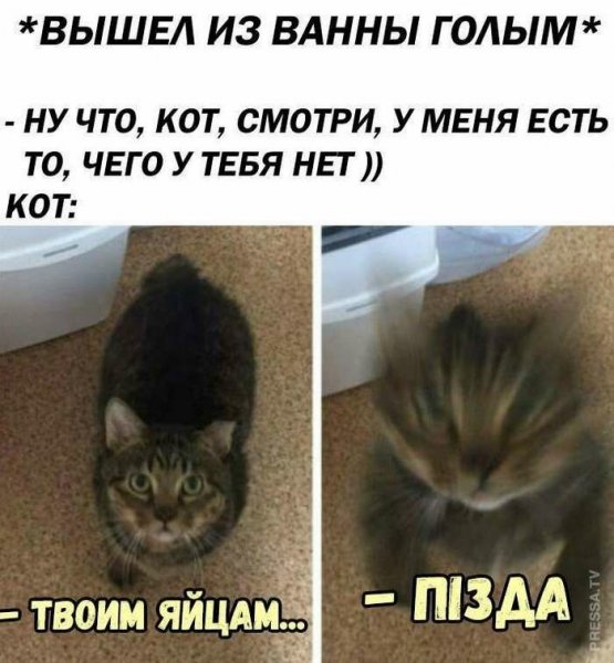 Мемы с котами и надписями