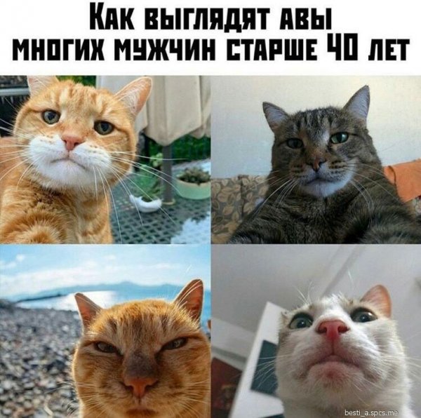 Мемы с котами