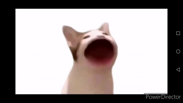 Кот с открытым ртом Мем