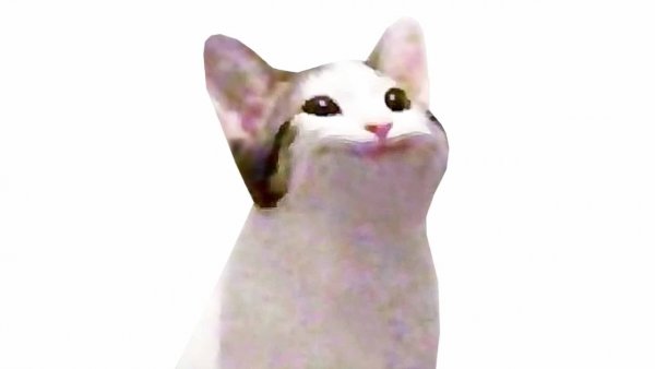 Котик поп