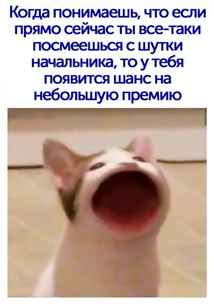 Мемы коты с открытым ртом