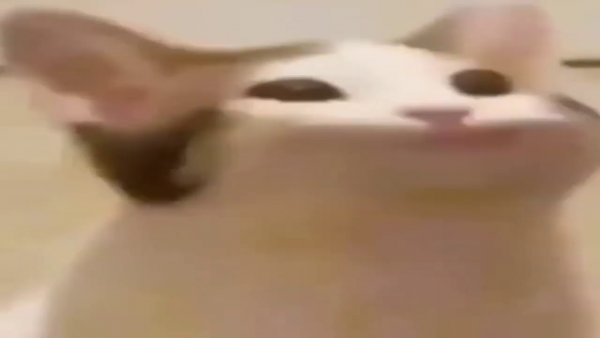 Кот с открытым ртом гиф