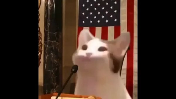 Pop Cat кот широко открывает рот