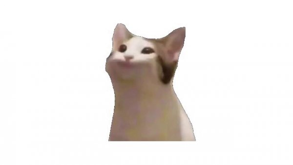 Поп кот