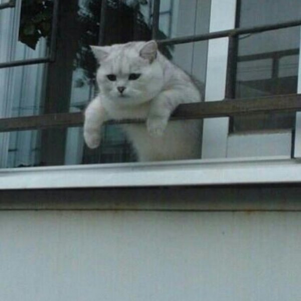 Кот на балконе Мем