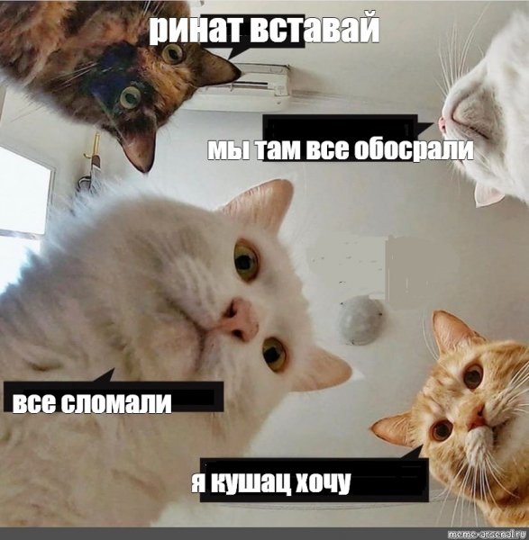 Кот я хочу кушац
