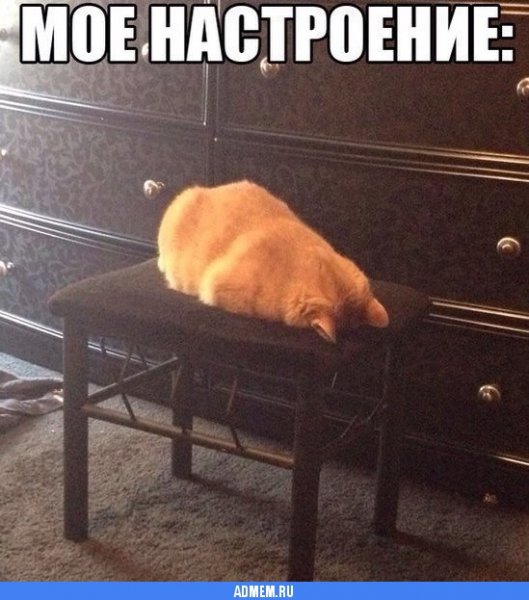Кот в плохом настроении