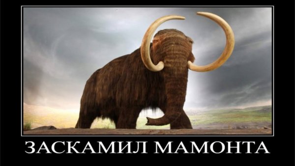 Мемы заскамила мамонтов (50 фото)