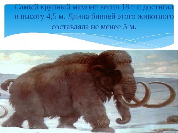 Суматранский мамонт