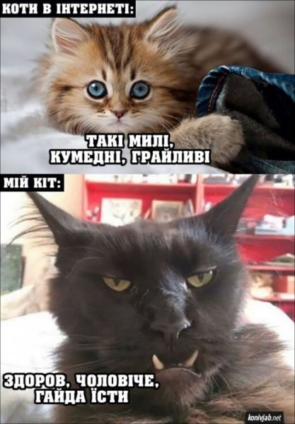 Мемы с надписями