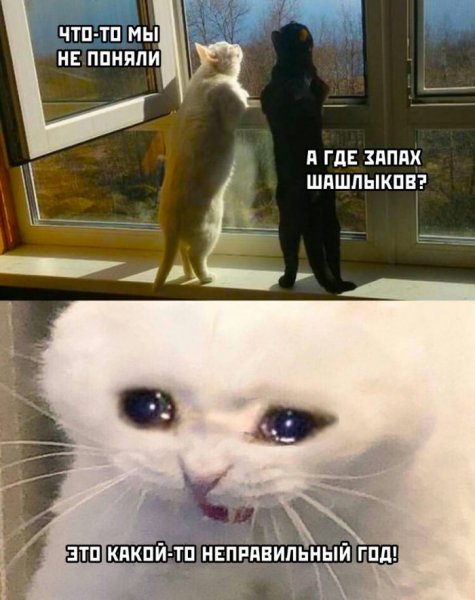 Мемы про животных