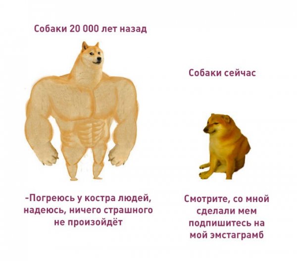 Мемы собака качок