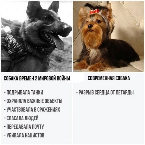 Собаки раньше собаки сейчас