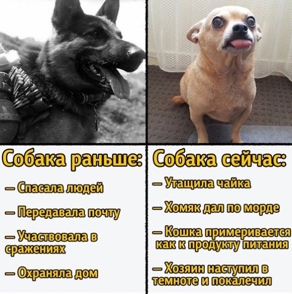 Собаки раньше собаки теперь