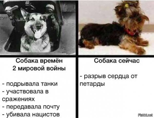Собаки раньше и сейчас