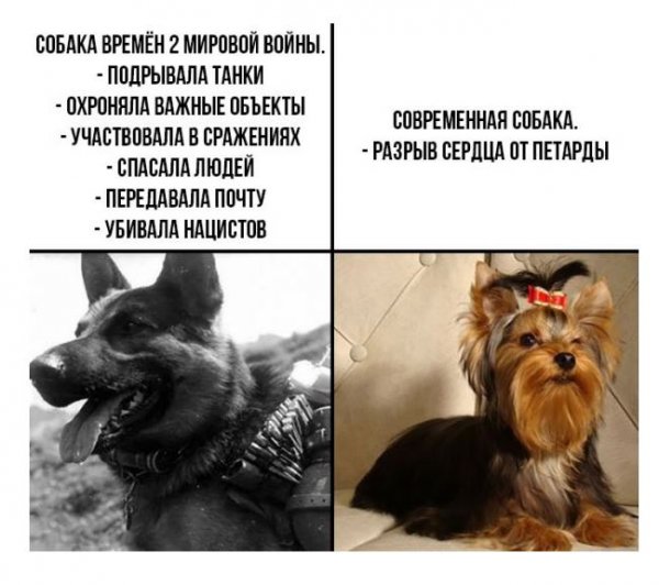 Современные собаки и раньше