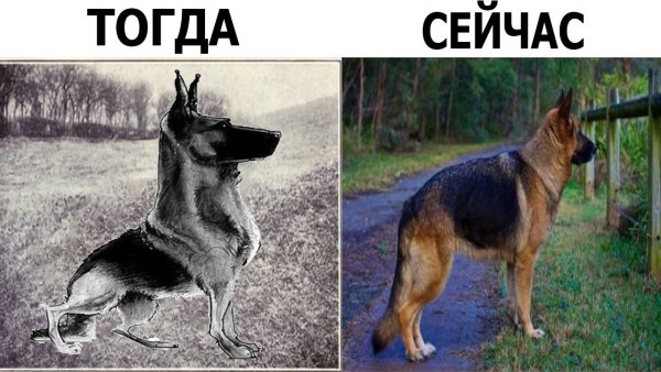 Овчарка 100 лет назад и сейчас