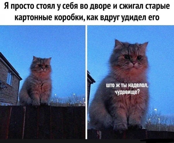 Ранил в самое мурчало