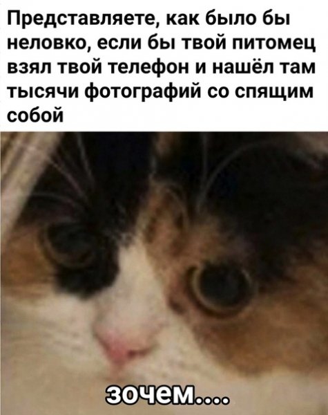 Кот Мем 2020