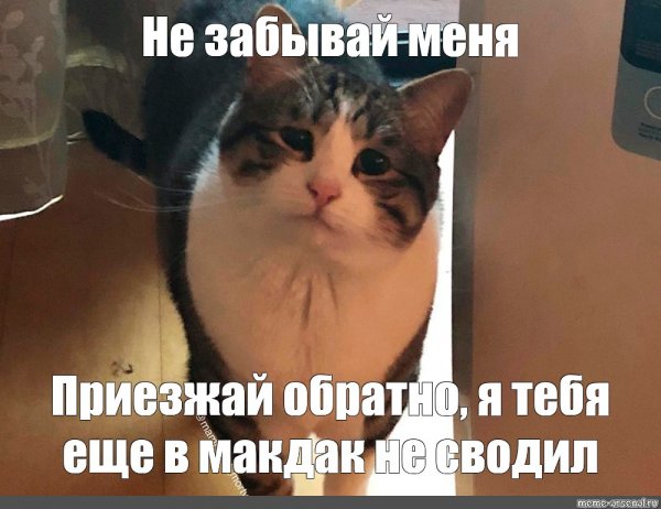 Мемы с грустным котом