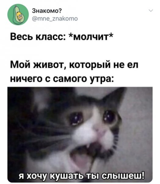 Ты что наделал Мем с котом