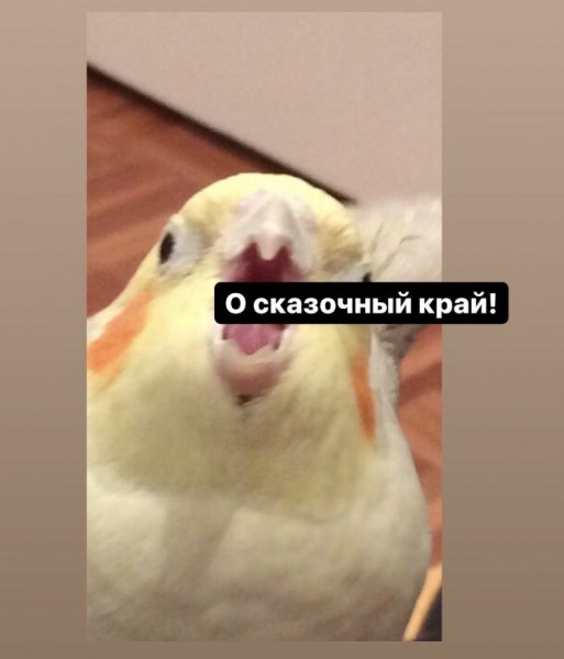 Арабская ночь мемы