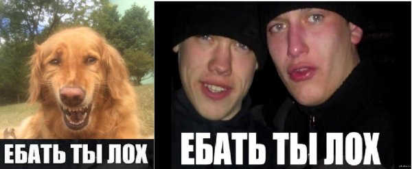 Мемы ты лох